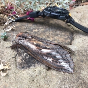 Endoxyla encalypti at Gowrie, ACT - 24 Nov 2019