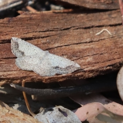 Taxeotis intextata (Looper Moth, Grey Taxeotis) at Cook, ACT - 24 Nov 2019 by Tammy