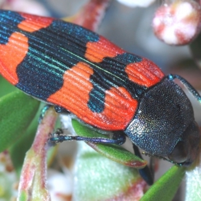 Castiarina kershawi (A jewel beetle) at Cotter River, ACT - 24 Nov 2019 by Harrisi