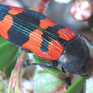 Castiarina kershawi at Cotter River, ACT - 24 Nov 2019