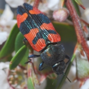 Castiarina kershawi at Cotter River, ACT - 24 Nov 2019