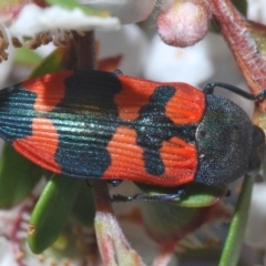 Castiarina kershawi at Cotter River, ACT - 24 Nov 2019