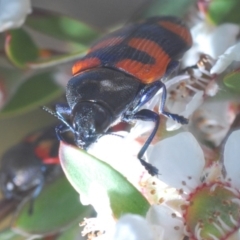 Castiarina kershawi at Cotter River, ACT - 24 Nov 2019