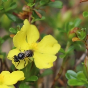 Lasioglossum (Chilalictus) sp. (genus & subgenus) at Cook, ACT - 24 Nov 2019 10:46 AM