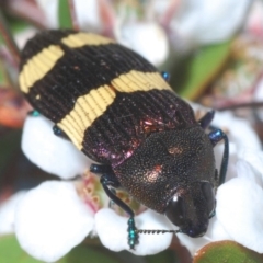 Castiarina vicina (Vicina jewel beetle) at Lower Cotter Catchment - 24 Nov 2019 by Harrisi