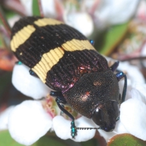 Castiarina vicina at Cotter River, ACT - 24 Nov 2019 06:28 PM