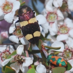 Castiarina vicina at Cotter River, ACT - 24 Nov 2019 06:28 PM