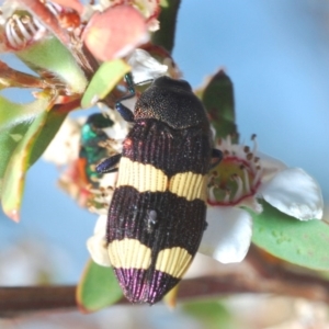 Castiarina vicina at Cotter River, ACT - 24 Nov 2019 06:28 PM