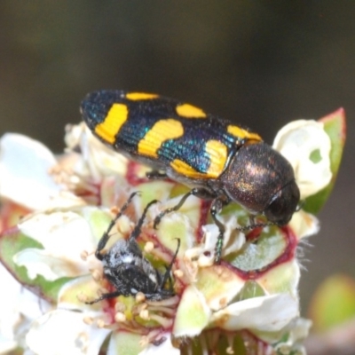 Castiarina inconspicua (A jewel beetle) at Lower Boro, NSW - 22 Nov 2019 by Harrisi