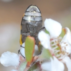 Castiarina inconspicua at Lower Boro, NSW - 23 Nov 2019 10:59 AM