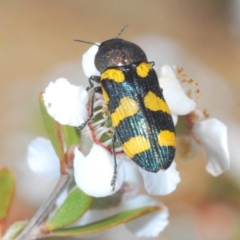 Castiarina inconspicua at Lower Boro, NSW - 23 Nov 2019 10:59 AM