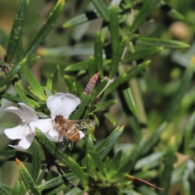 Villa sp. (genus) (Unidentified Villa bee fly) at Cook, ACT - 24 Nov 2019 by Tammy