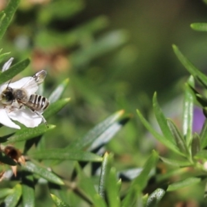 Megachile (Eutricharaea) sp. (genus & subgenus) at Cook, ACT - 24 Nov 2019 02:48 PM