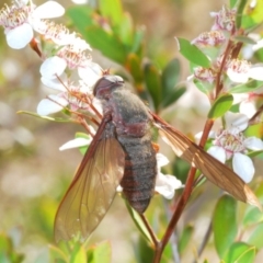 Comptosia insignis (A bee fly) at Lower Cotter Catchment - 24 Nov 2019 by Harrisi