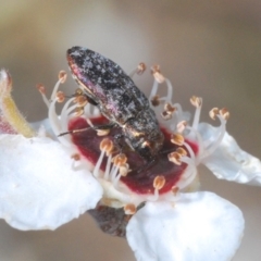 Diphucrania sp. (genus) (Jewel Beetle) at Lower Boro, NSW - 22 Nov 2019 by Harrisi