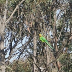 Polytelis swainsonii (Superb Parrot) at Lake George, NSW - 25 Nov 2019 by MPennay