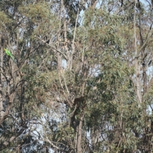 Polytelis swainsonii at Lake George, NSW - 25 Nov 2019