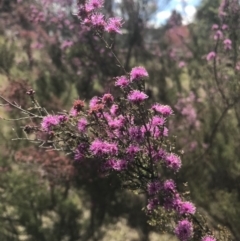 Kunzea parvifolia (Violet Kunzea) at Welby - 5 Nov 2019 by Margot