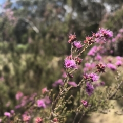 Kunzea parvifolia at Wingecarribee Local Government Area - 5 Nov 2019 02:50 PM