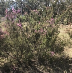 Kunzea parvifolia at Wingecarribee Local Government Area - 5 Nov 2019 02:50 PM