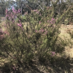 Kunzea parvifolia at Wingecarribee Local Government Area - 5 Nov 2019