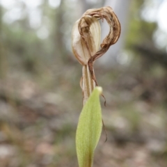 Diplodium laxum (Antelope greenhood) at Mount Majura - 30 Mar 2014 by AaronClausen