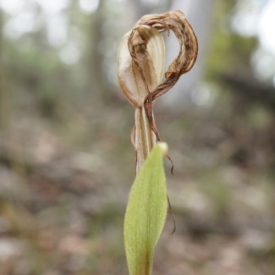 Diplodium laxum (Antelope greenhood) at Hackett, ACT - 30 Mar 2014 by AaronClausen