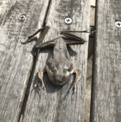 Unidentified Frog at Budgong, NSW - 24 Nov 2019 by Ry