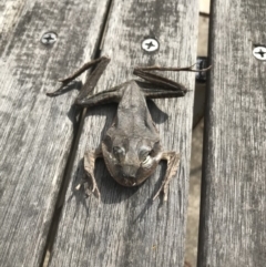 Unidentified Frog (TBC) at Budgong, NSW - 24 Nov 2019 by Ry