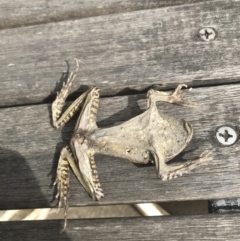 Mixophyes fasciolatus at Budgong, NSW - 25 Nov 2019