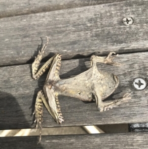 Mixophyes fasciolatus at Budgong, NSW - 25 Nov 2019