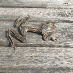 Mixophyes fasciolatus at Budgong, NSW - 25 Nov 2019 09:16 AM