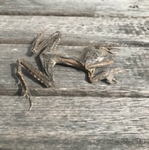 Mixophyes fasciolatus at Budgong, NSW - 25 Nov 2019 09:16 AM