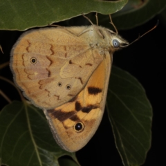 Heteronympha merope (Common Brown Butterfly) at Mount Ainslie - 20 Nov 2019 by jb2602