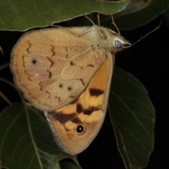 Heteronympha merope (Common Brown Butterfly) at Ainslie, ACT - 20 Nov 2019 by jbromilow50