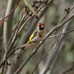 Carduelis carduelis (European Goldfinch) at Wingecarribee Local Government Area - 24 Nov 2019 by Snowflake