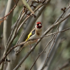 Carduelis carduelis (European Goldfinch) at Wingecarribee Local Government Area - 25 Nov 2019 by Snowflake