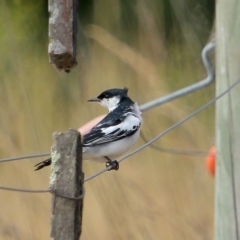 Lalage tricolor (White-winged Triller) at Burradoo, NSW - 24 Nov 2019 by Snowflake
