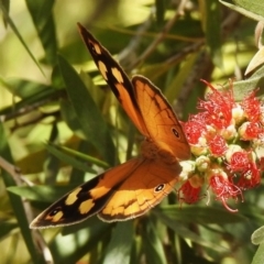 Heteronympha merope (Common Brown Butterfly) at Aranda, ACT - 25 Nov 2019 by KMcCue