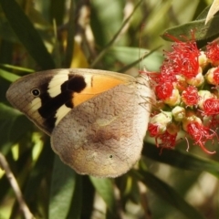 Heteronympha merope at Aranda, ACT - 25 Nov 2019 10:30 AM