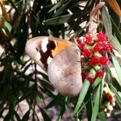 Heteronympha merope at Aranda, ACT - 25 Nov 2019 10:30 AM