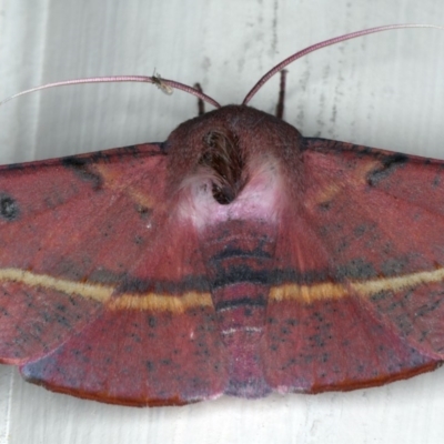 Oenochroma vinaria (Pink-bellied Moth, Hakea Wine Moth) at Ainslie, ACT - 20 Nov 2019 by jb2602