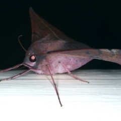 Oenochroma vinaria at Ainslie, ACT - 20 Nov 2019