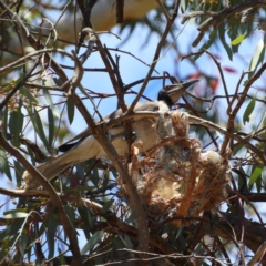 Philemon corniculatus (Noisy Friarbird) at Paddys River, ACT - 18 Nov 2019 by MatthewFrawley