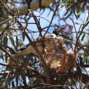 Philemon corniculatus at Paddys River, ACT - 18 Nov 2019 12:32 PM