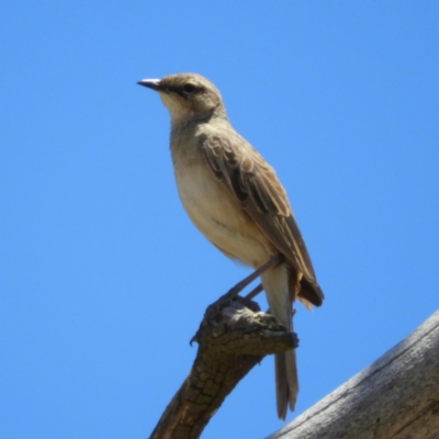 Cincloramphus mathewsi (Rufous Songlark) at Namadgi National Park - 18 Nov 2019 by MatthewFrawley