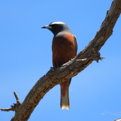 Artamus superciliosus (White-browed Woodswallow) at Namadgi National Park - 18 Nov 2019 by MatthewFrawley