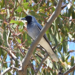 Coracina novaehollandiae (Black-faced Cuckooshrike) at Namadgi National Park - 18 Nov 2019 by MatthewFrawley