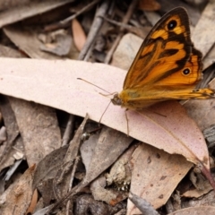 Heteronympha merope (Common Brown Butterfly) at Bundanoon - 24 Nov 2019 by Boobook38