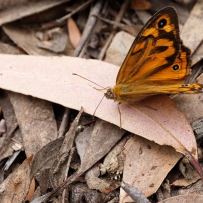 Heteronympha merope (Common Brown Butterfly) at Bundanoon - 24 Nov 2019 by Boobook38